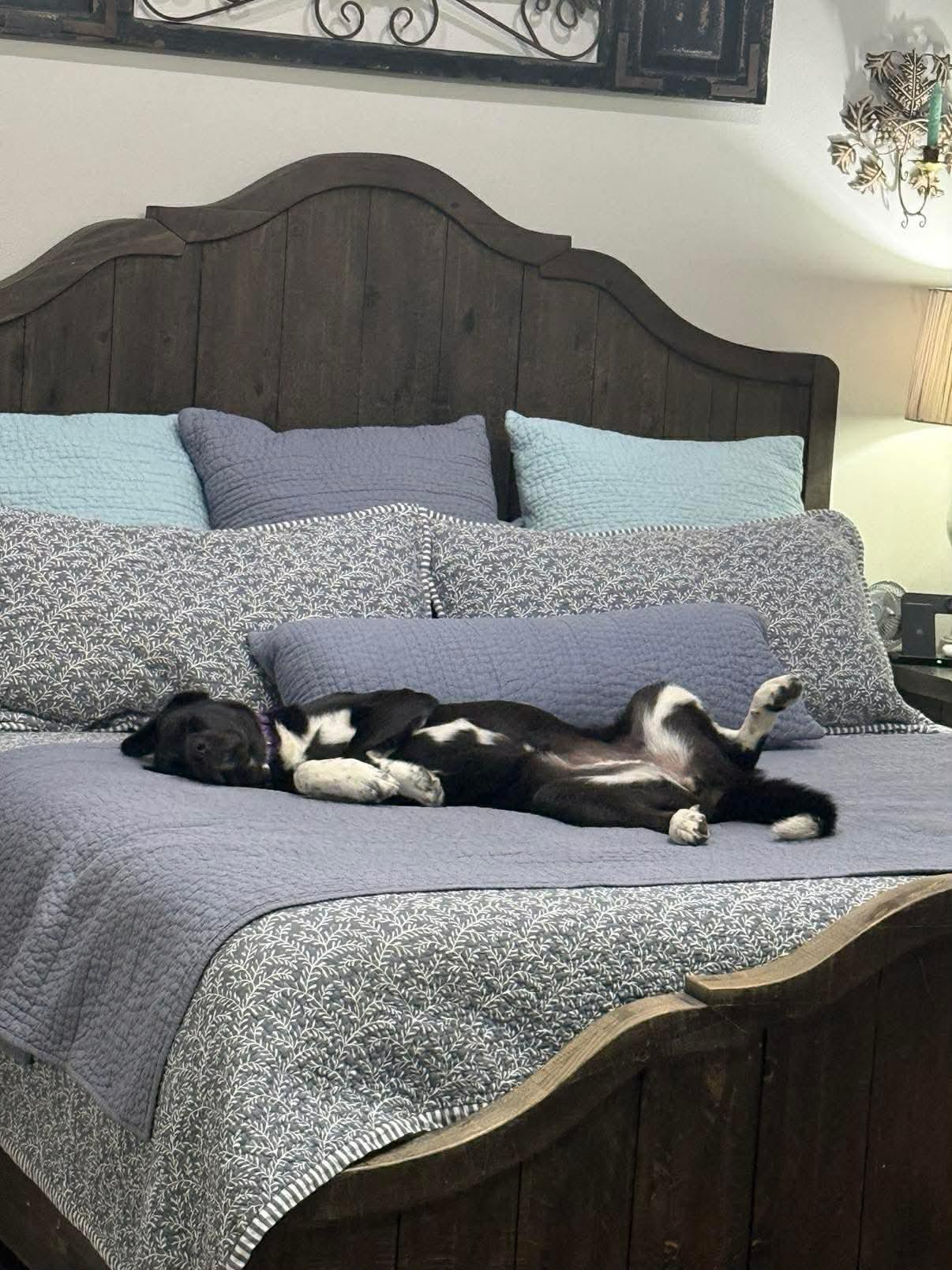 Enlarge Churro, a Adoptable mixed breed in Wurtsboro, NY image 4/5