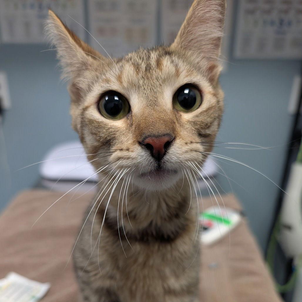 Harris, Adopted, Young Male Domestic Short Hair.