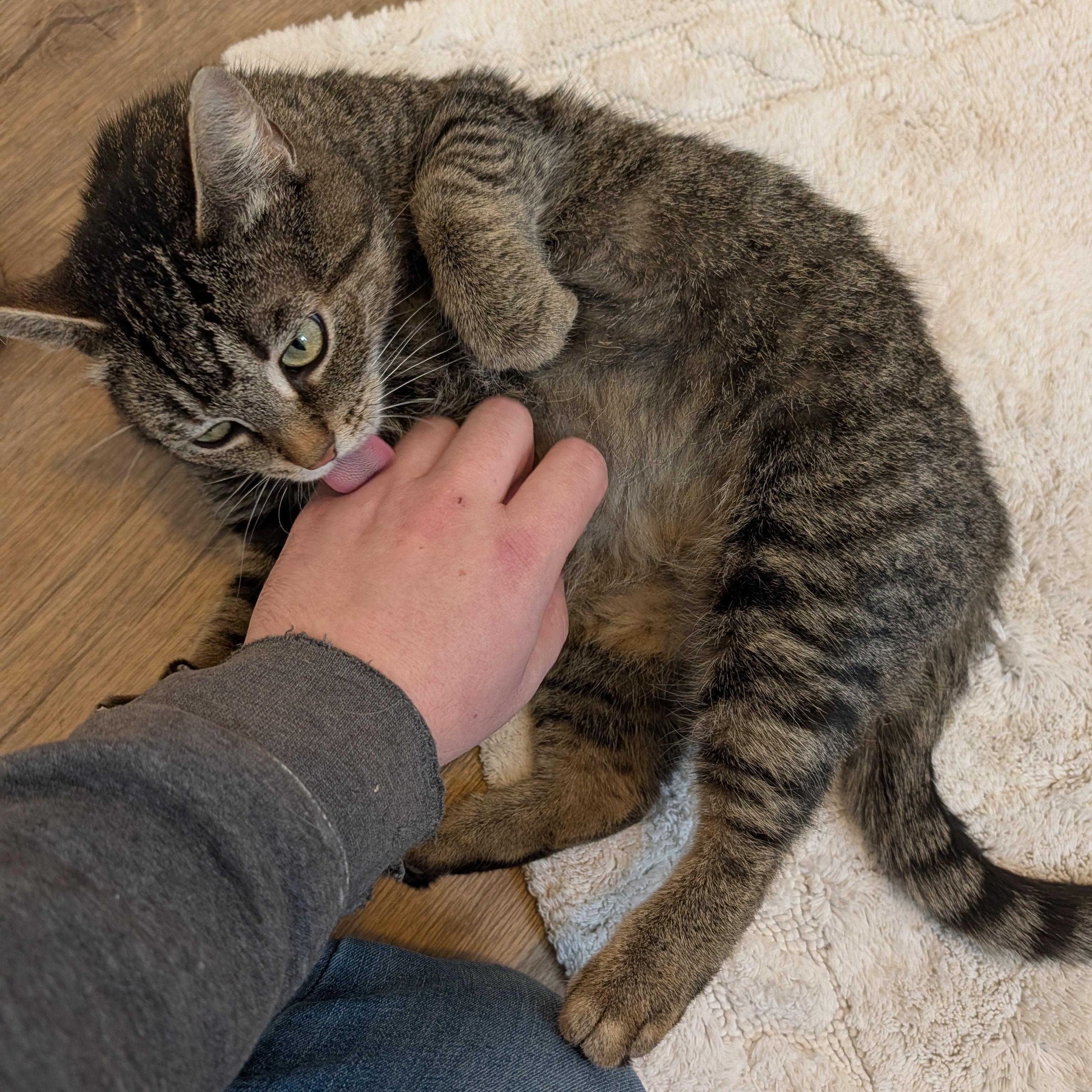 Eve, a Adoptable Domestic Short Hair in Manistique, MI image 2/3