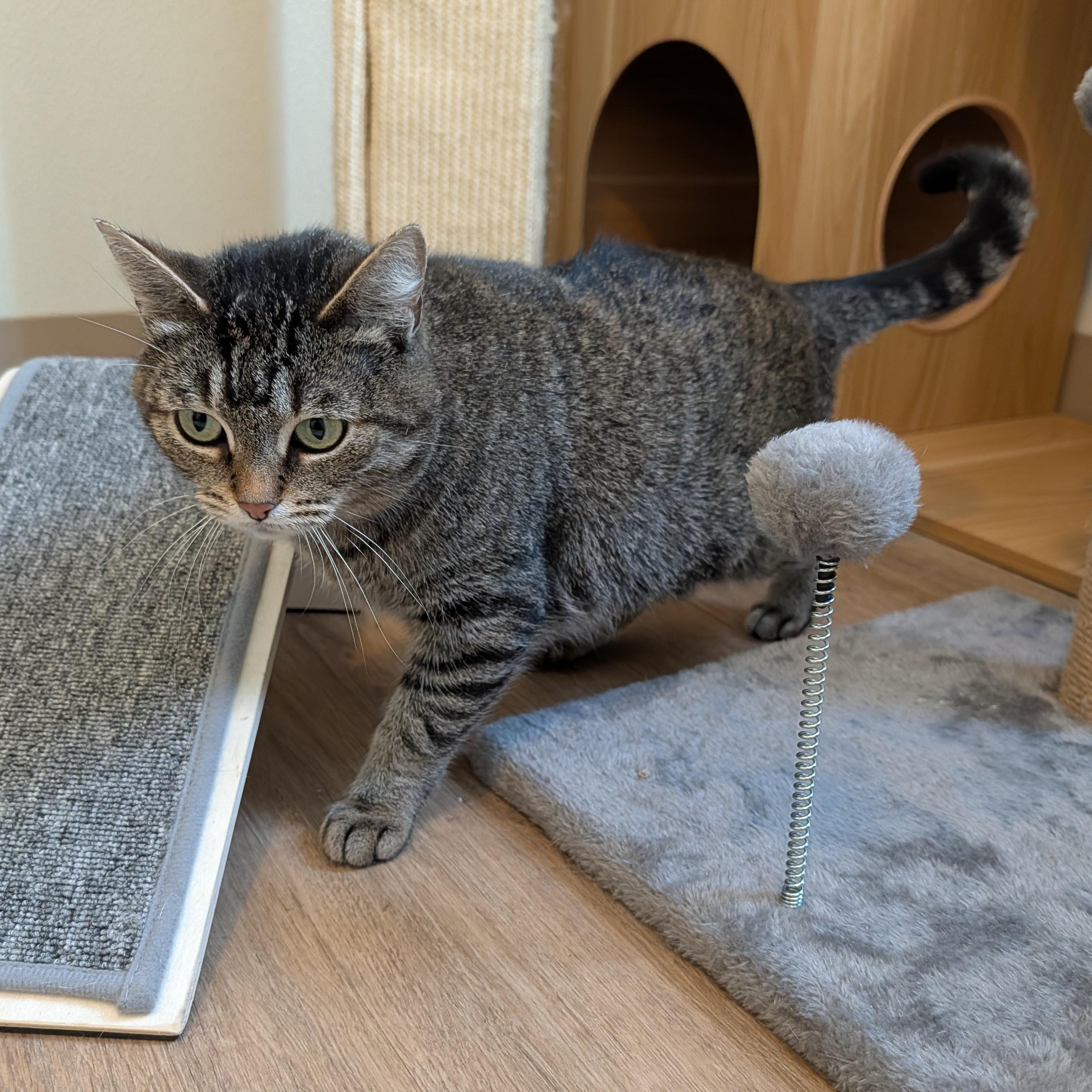 Eve, a Adoptable Domestic Short Hair in Manistique, MI image 1/3