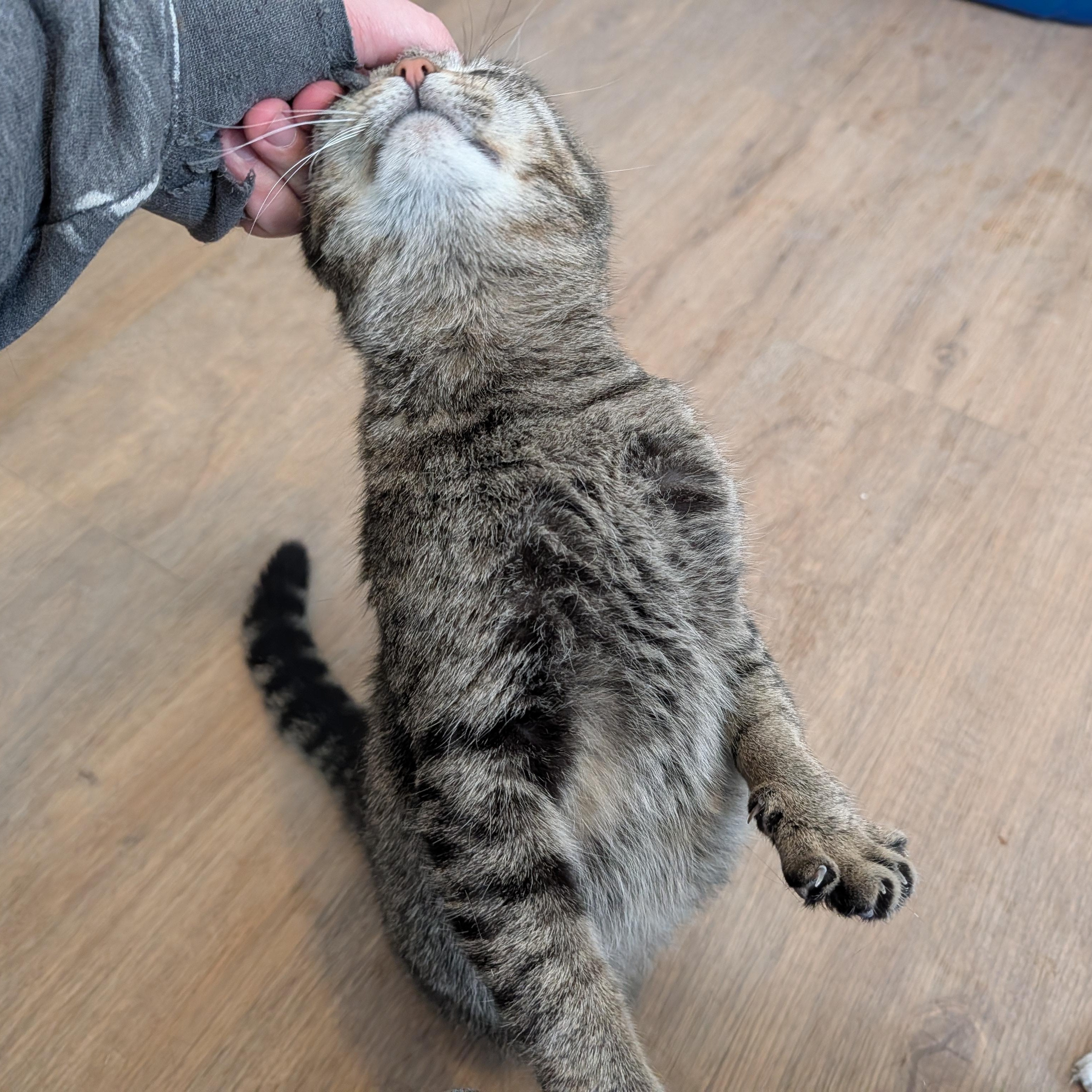 Eve, a Adoptable Domestic Short Hair in Manistique, MI image 3/3