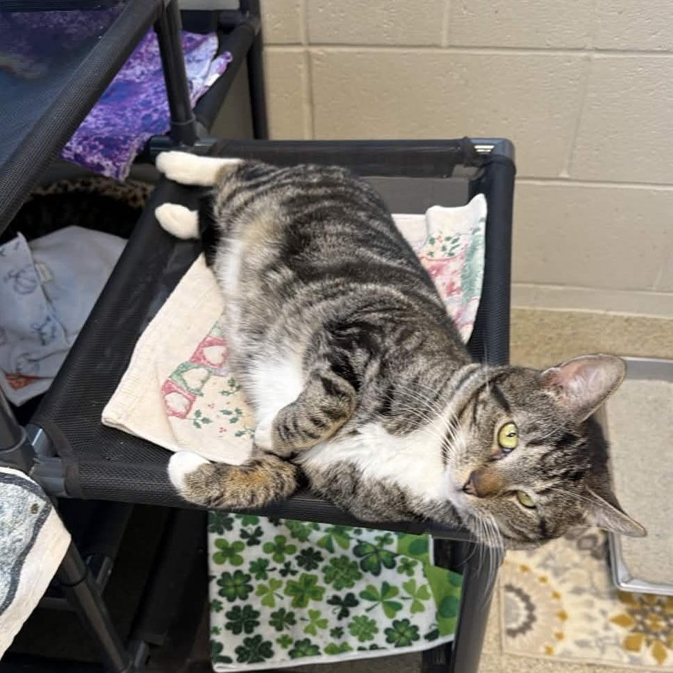 Enlarge Atari, a Adoptable Domestic Short Hair in Gloucester, VA image 1/5