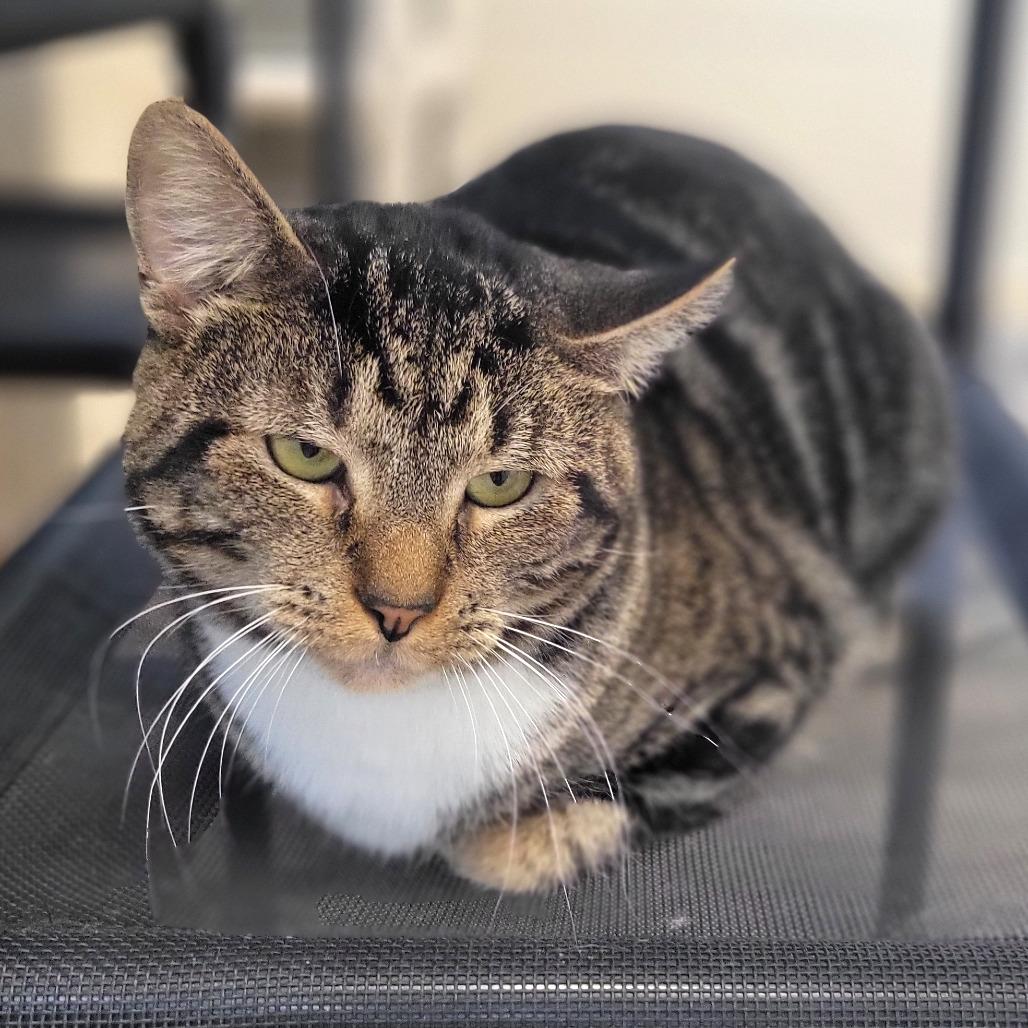 Enlarge Atari, a Adoptable Domestic Short Hair in Gloucester, VA image 1/4