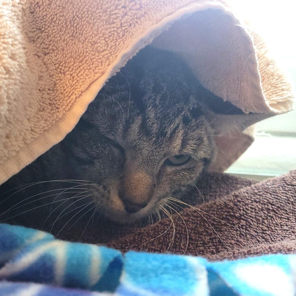 Enlarge Atari, a Adoptable Domestic Short Hair in Gloucester, VA image 2/4