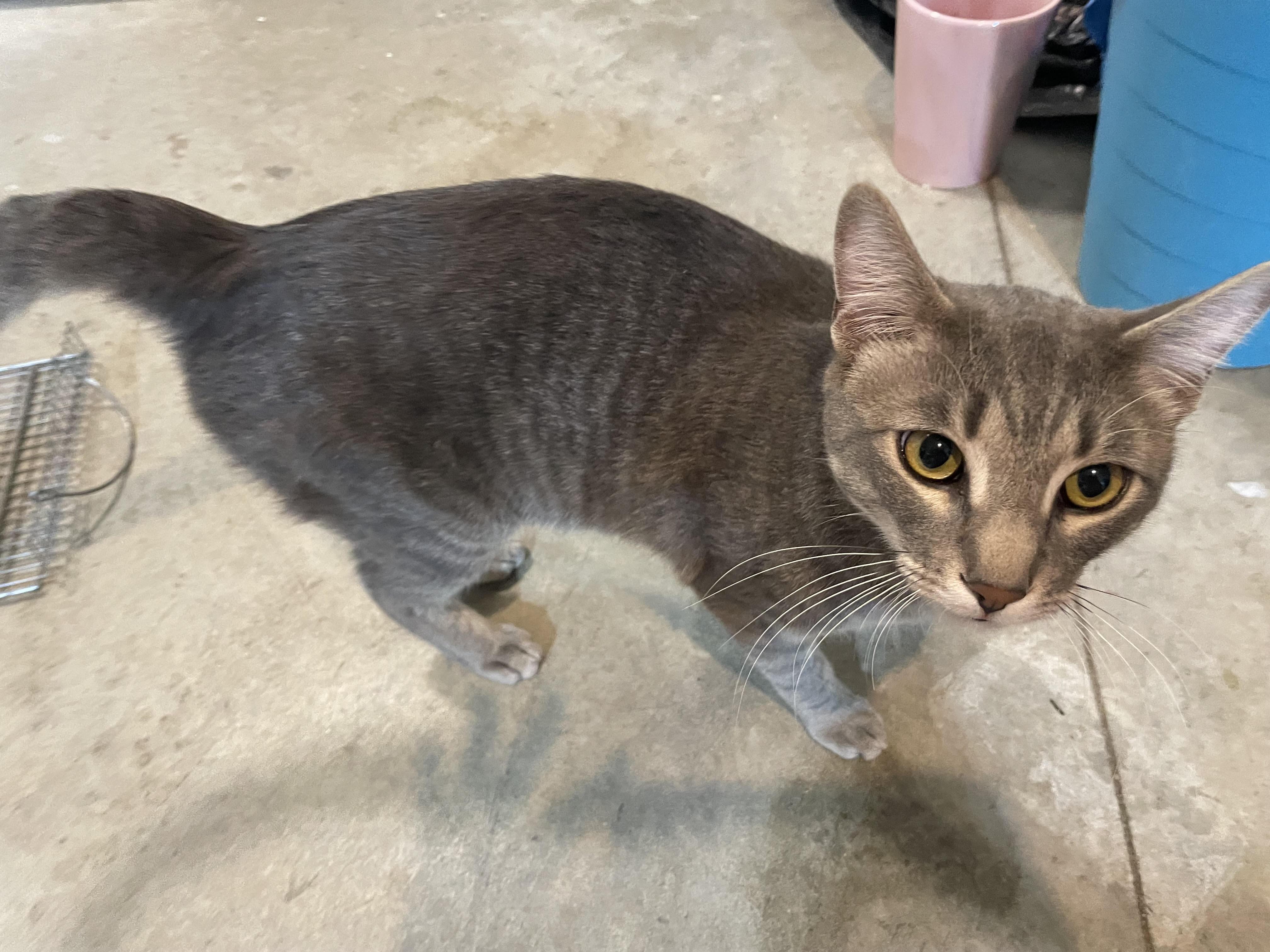 Enlarge Angelina and Bradley, an adopted Domestic Short Hair in Federal Way, WA image 2/4