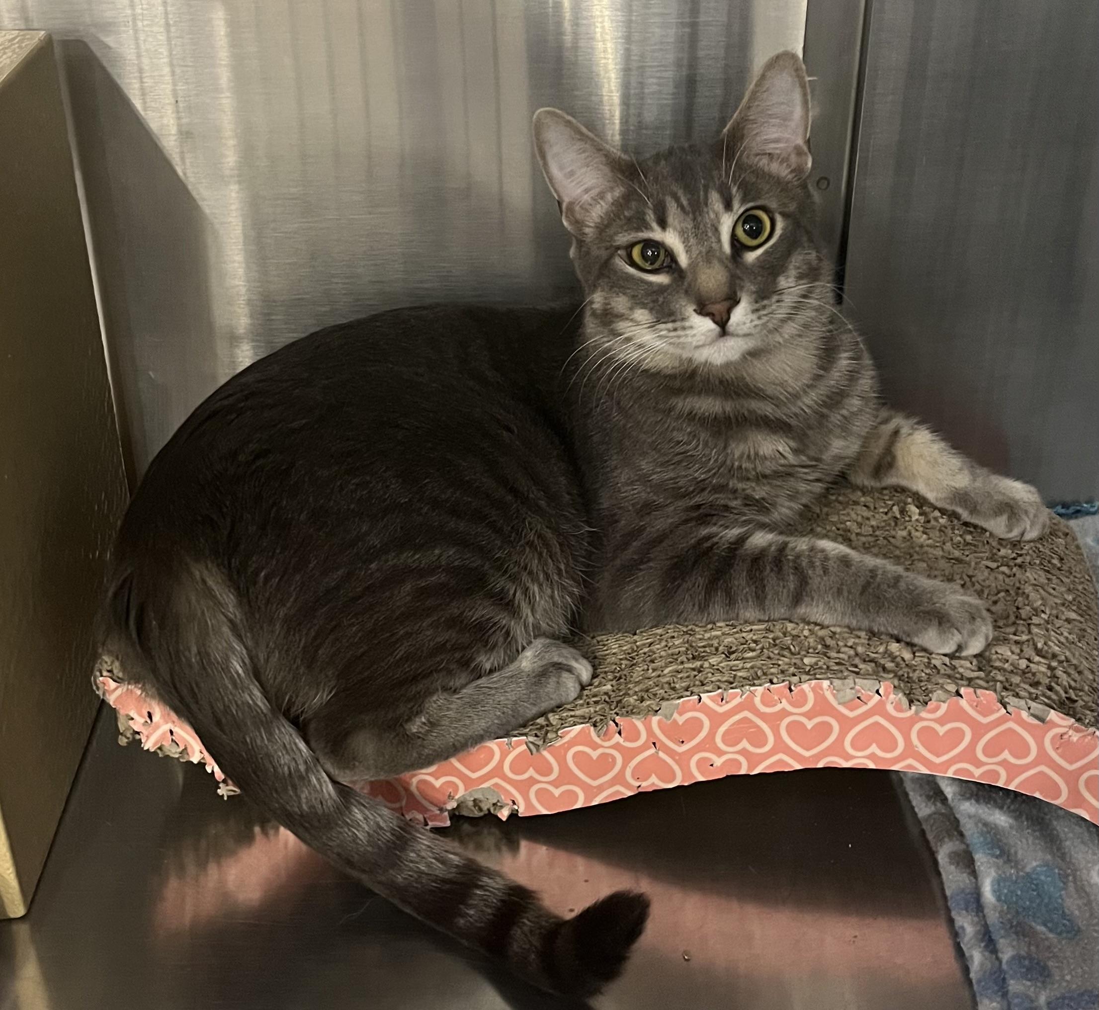Enlarge Angelina and Bradley, an adopted Domestic Short Hair in Federal Way, WA image 3/4