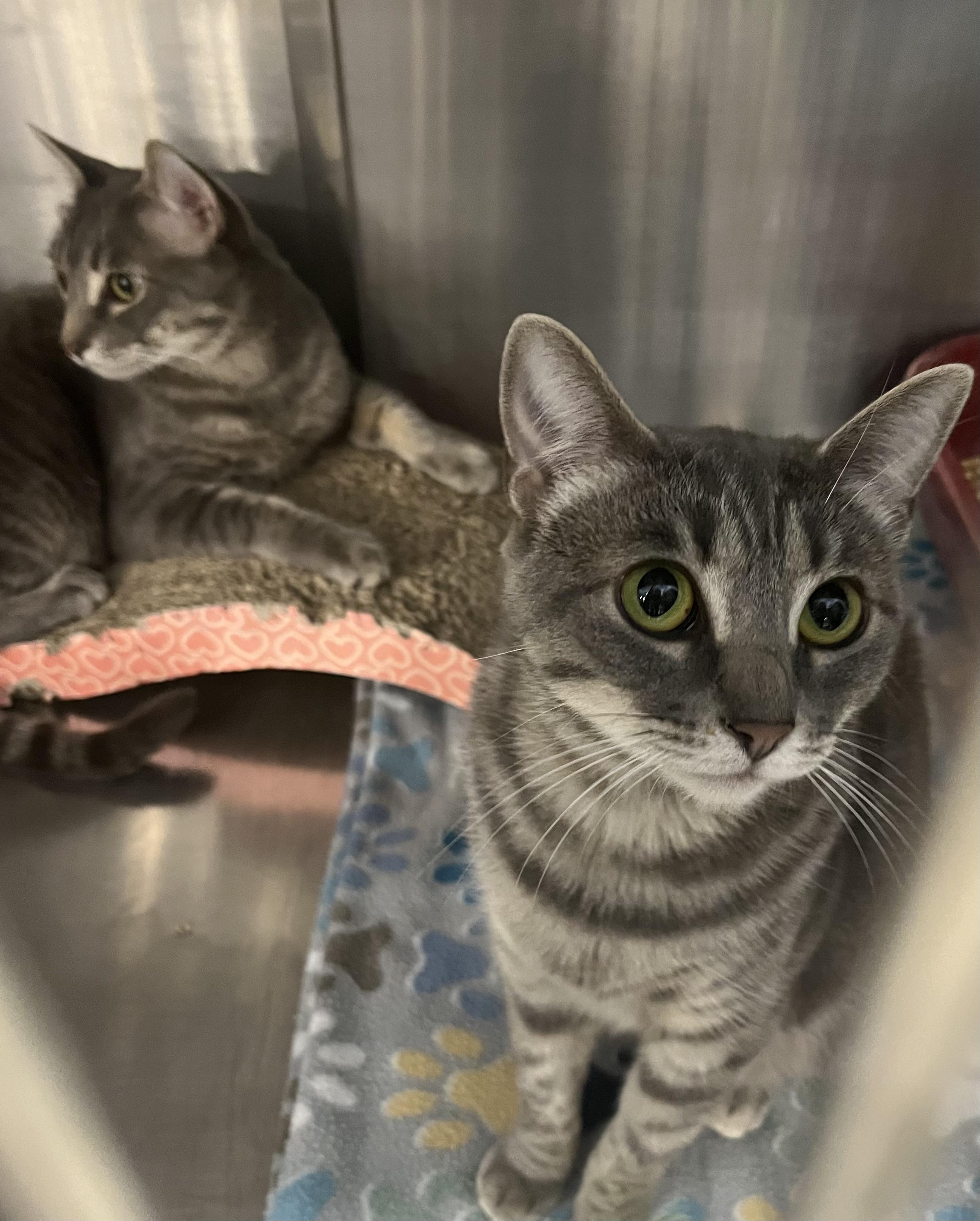 Enlarge Angelina and Bradley, an adopted Domestic Short Hair in Federal Way, WA image 4/4