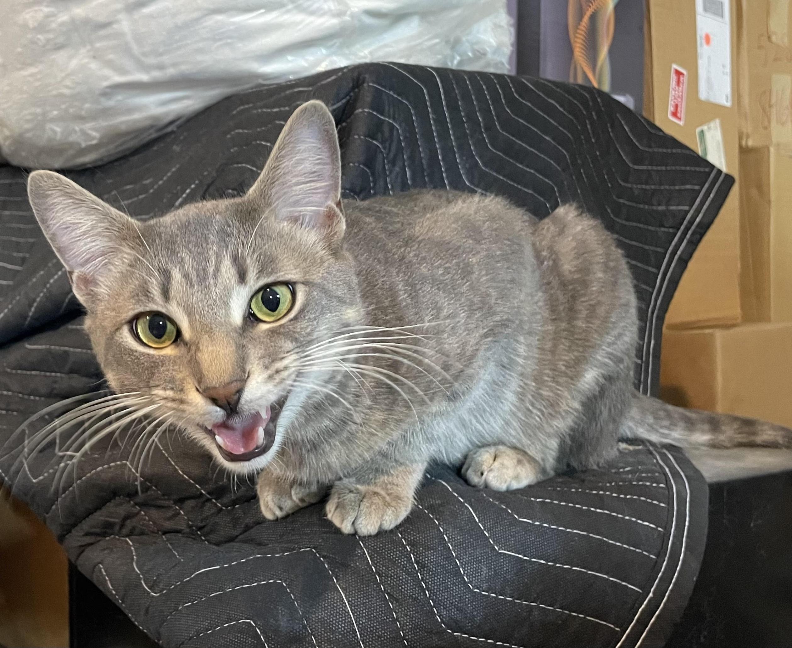 Angelina and Bradley, adopted, Young Female Domestic Short Hair.