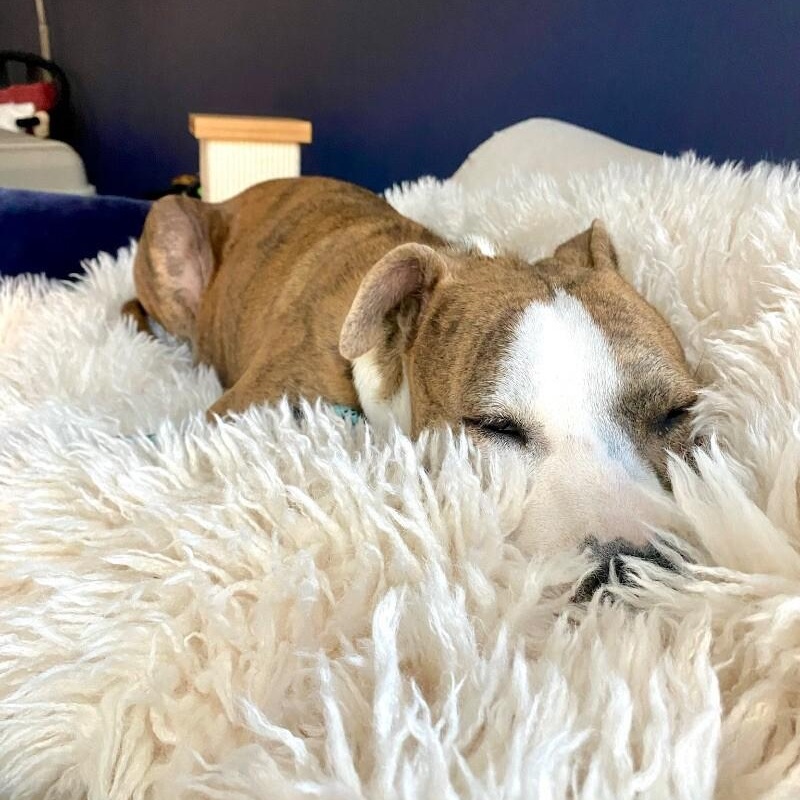 Josie Rosie loves to snuggle so cozy — thumbnail 3