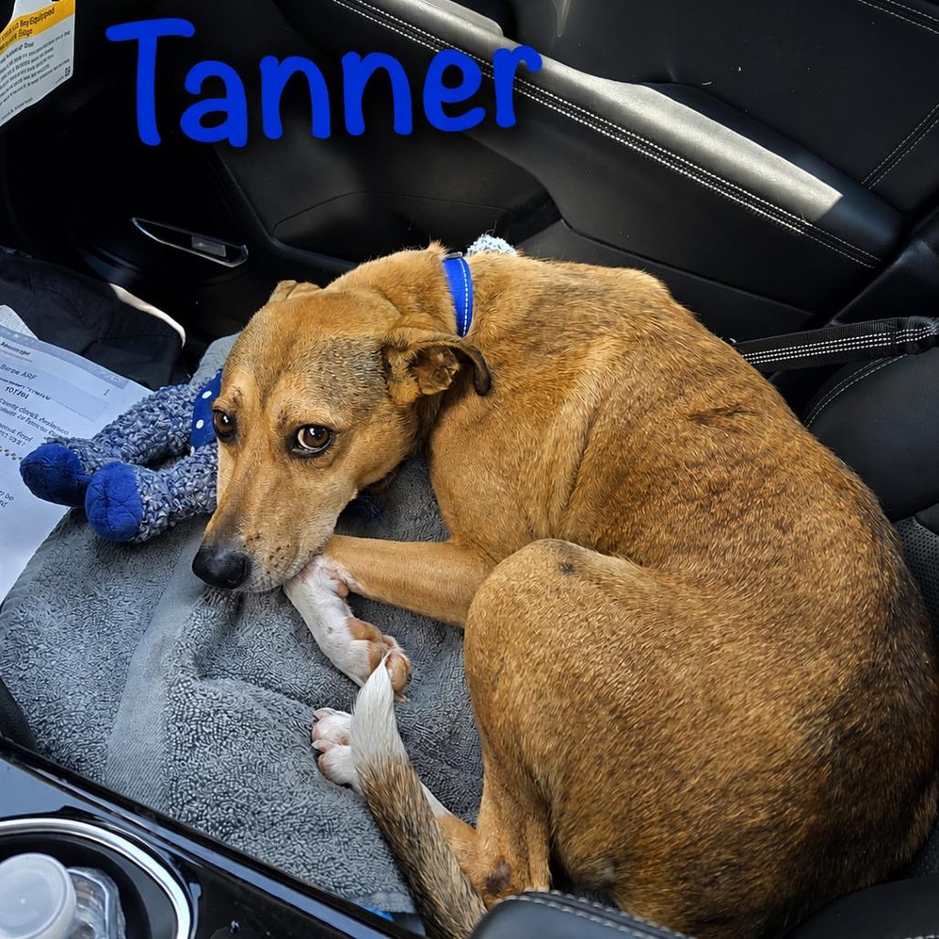 Tanner, Adoptable, Young Male Mountain Cur.