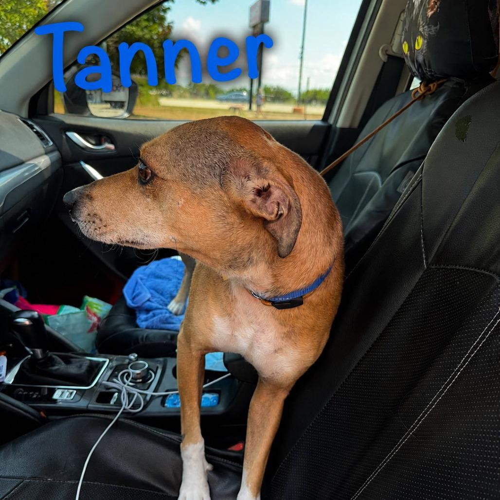 Enlarge Tanner, a Adoptable Mountain Cur in Columbia Station, OH image 2/6