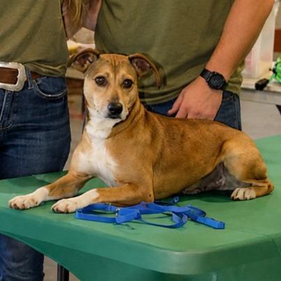 Enlarge Tanner, a Adoptable Mountain Cur in Columbia Station, OH image 3/6