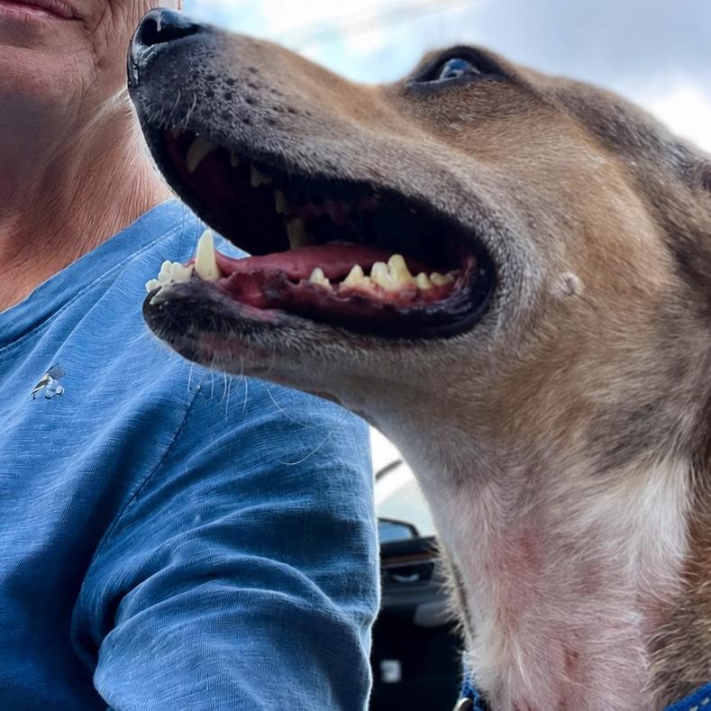 Enlarge Tanner, a Adoptable Mountain Cur in Columbia Station, OH image 4/6