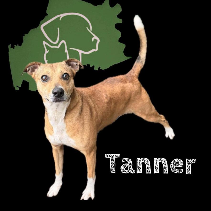 Enlarge Tanner, a Adoptable Mountain Cur in Columbia Station, OH image 5/6