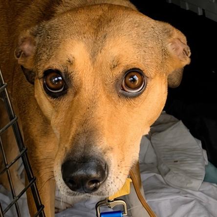 Enlarge Tanner, a Adoptable Mountain Cur in Columbia Station, OH image 6/6