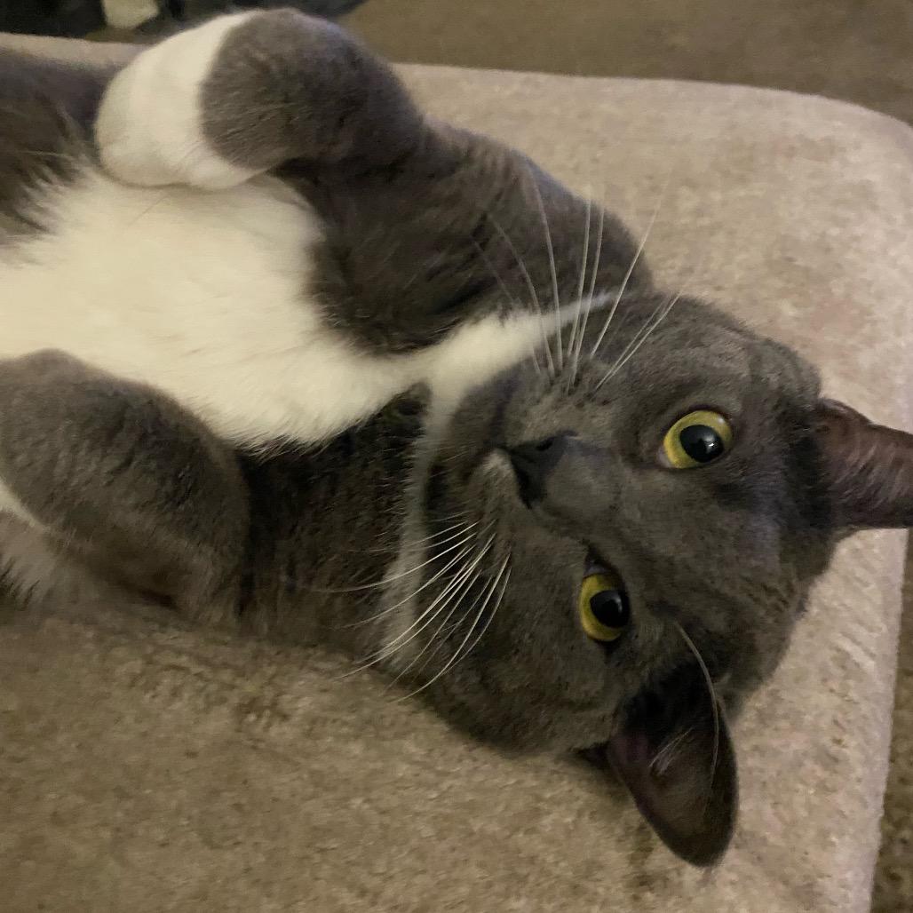 Blue, Adoptable, Adult Male Domestic Short Hair.