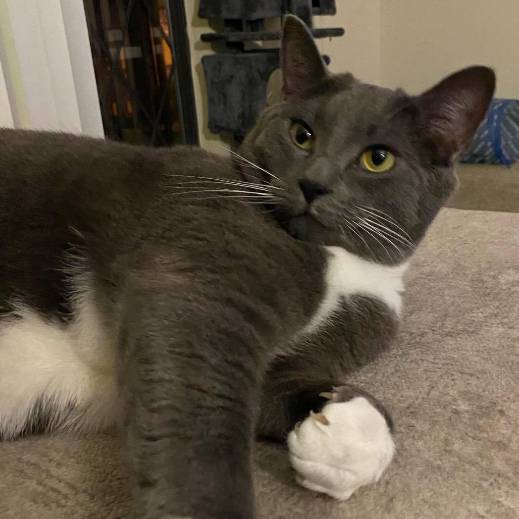 Enlarge Blue, a Adoptable Domestic Short Hair in La Grange, KY image 2/2