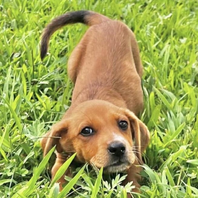 Enlarge Stella, a ADOPTABLE Mixed Breed in Yaphank, NY image 4/5