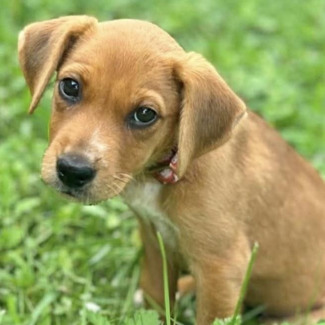 Enlarge Stella, a ADOPTABLE Mixed Breed in Yaphank, NY image 1/5
