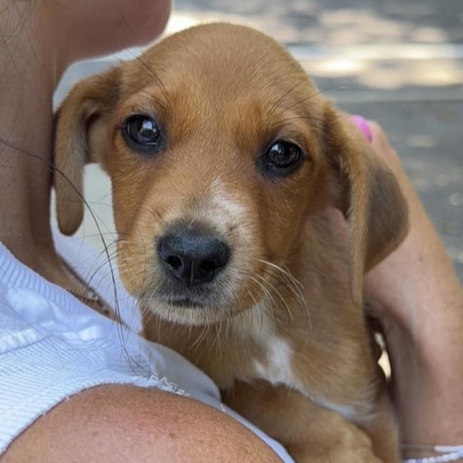 Enlarge Stella, a ADOPTABLE Mixed Breed in Yaphank, NY image 5/5