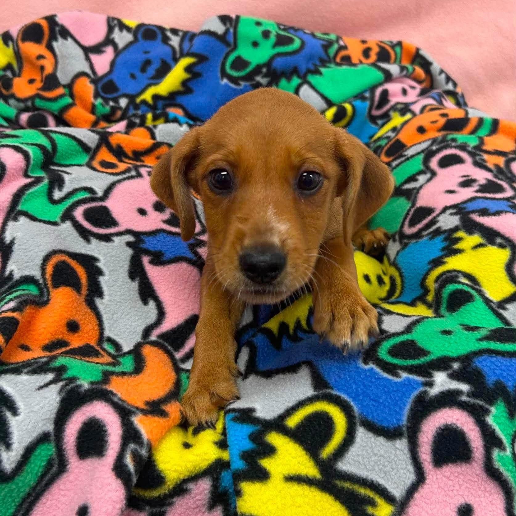 Enlarge Stella, a ADOPTABLE Mixed Breed in Yaphank, NY image 2/5