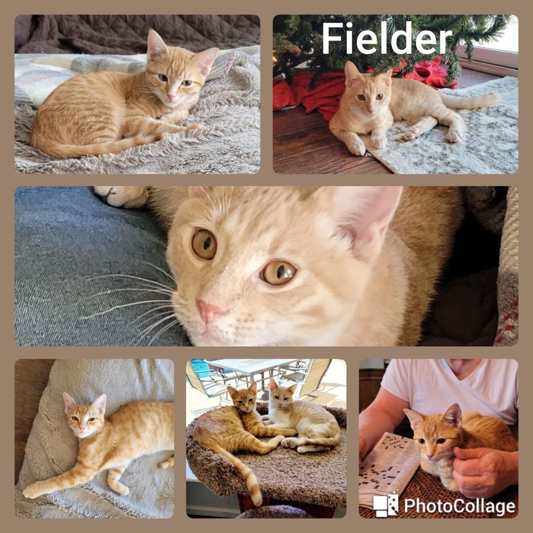 Fielder