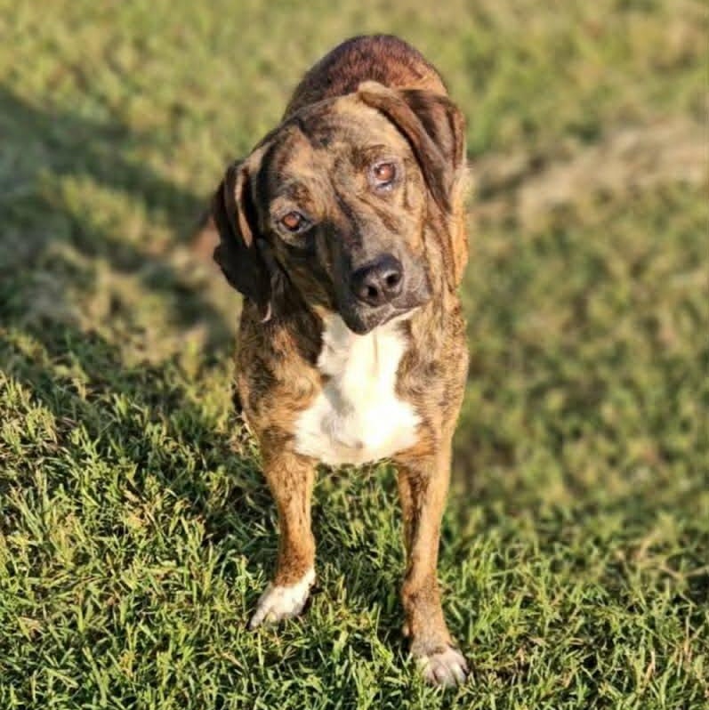 Enlarge Brinlee, a ADOPTABLE Mixed Breed in Leesburg, GA image 2/2