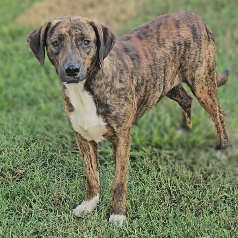 Enlarge Brinlee, a ADOPTABLE Mixed Breed in Leesburg, GA image 1/2