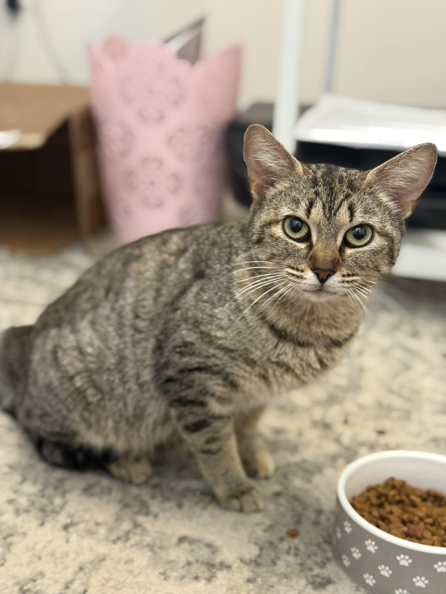 BumbleBee, ADOPTABLE, Young Female Domestic Short Hair.
