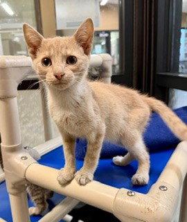 SALMON, Adoptable, Kitten Male Domestic Short Hair.