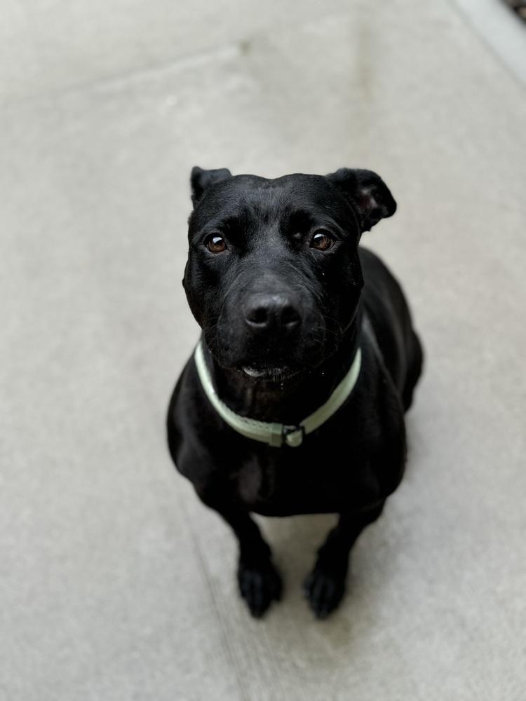 Larae, a Adoptable mixed breed in Mansfield, OH image 3/6