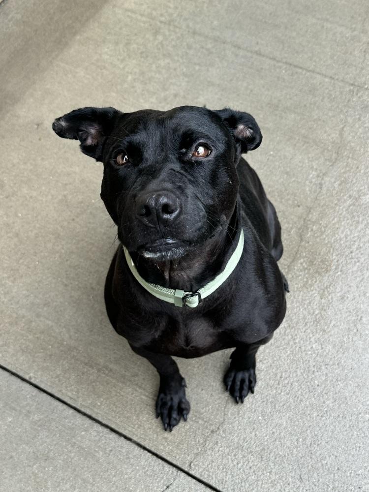 Larae, Adoptable, Adult Female Terrier.