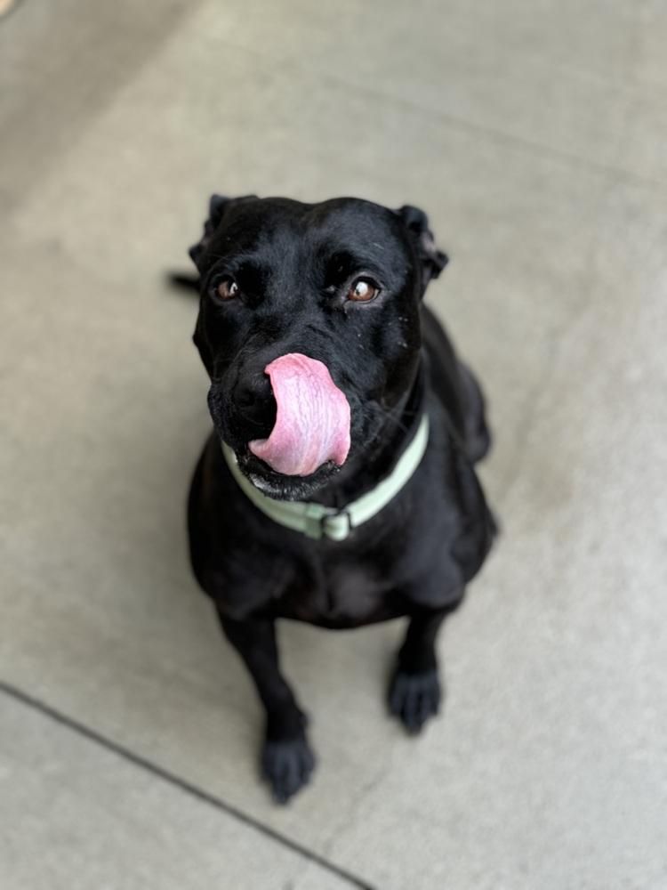Larae, a Adoptable mixed breed in Mansfield, OH image 2/6