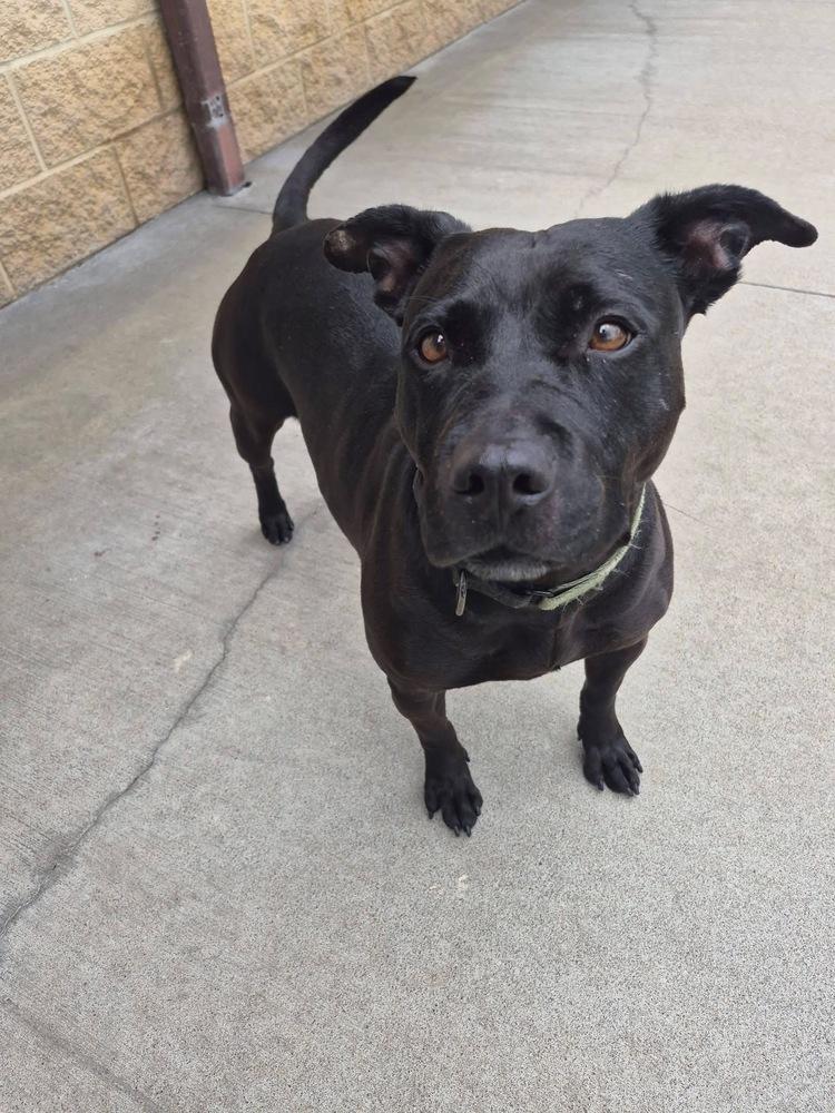 Larae, a Adoptable mixed breed in Mansfield, OH image 4/6
