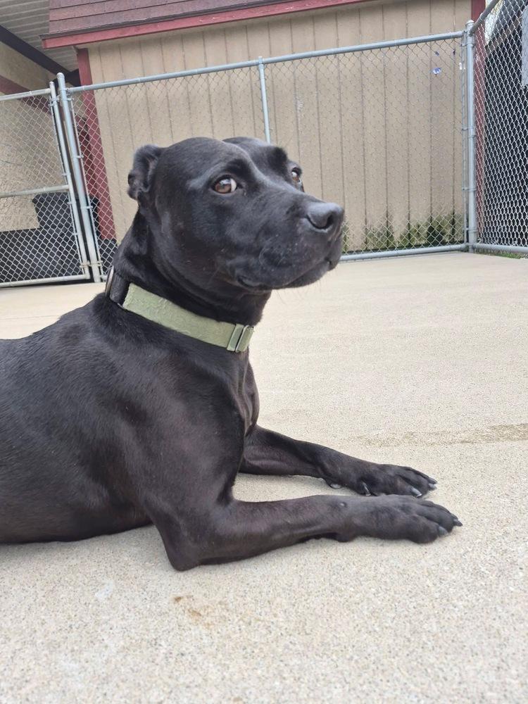 Larae, a Adoptable mixed breed in Mansfield, OH image 5/6