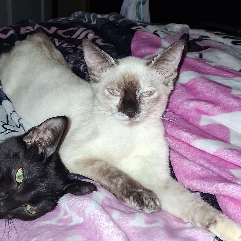 Simi, Adoptable, Kitten Female Siamese.