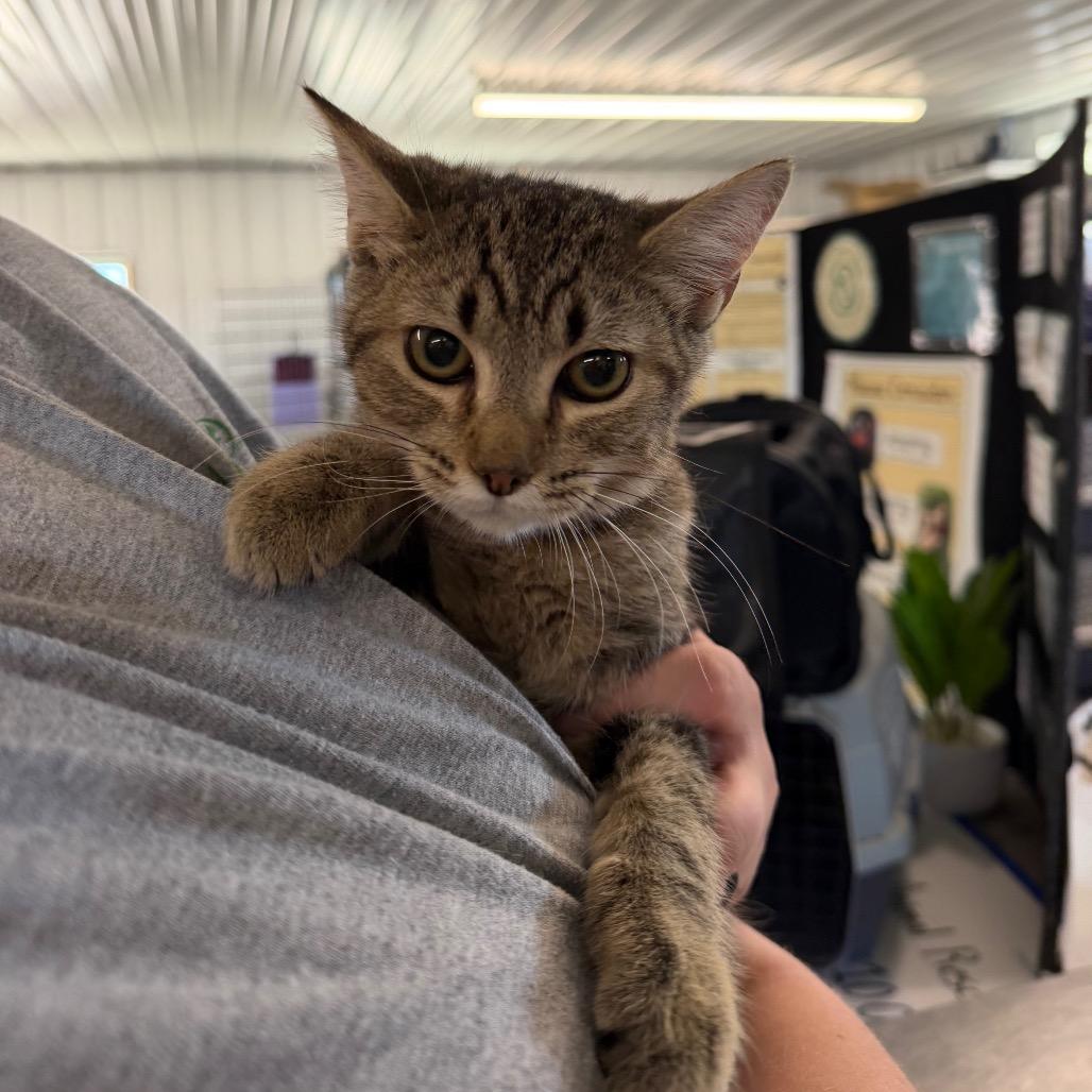 Oatmeal, Adoptable, Kitten Male Domestic Short Hair.