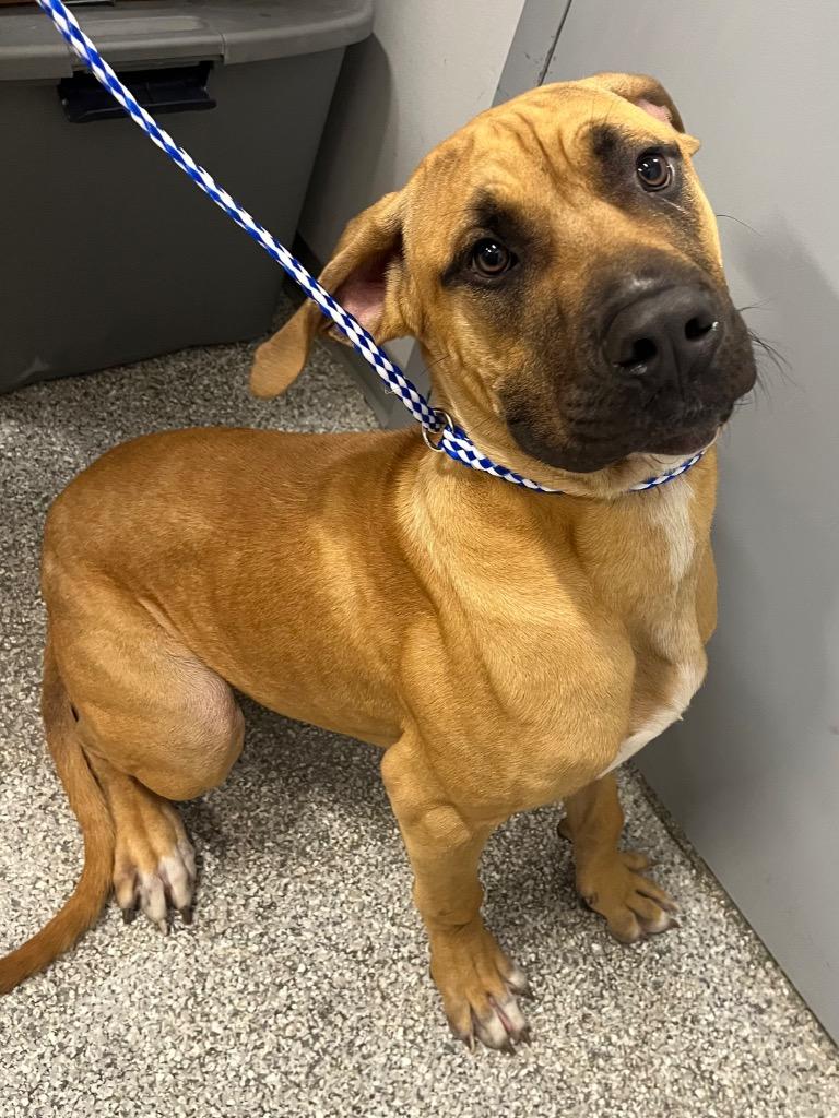 Nugget, Adoptable, Puppy Male Mastiff.