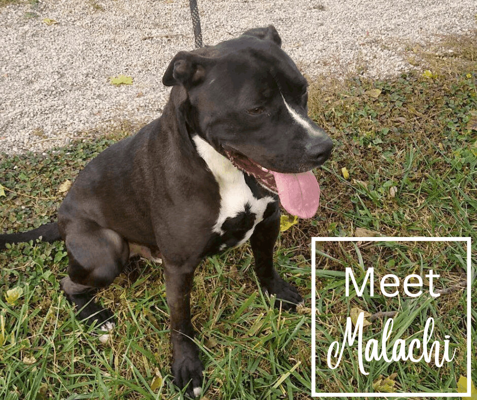 Enlarge Malachi, a Adoptable American Staffordshire Terrier in Marion, IN image 1/2