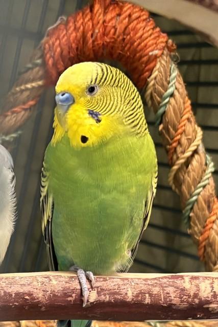 BASIL, Adoptable, Young Male Parakeet (Other).