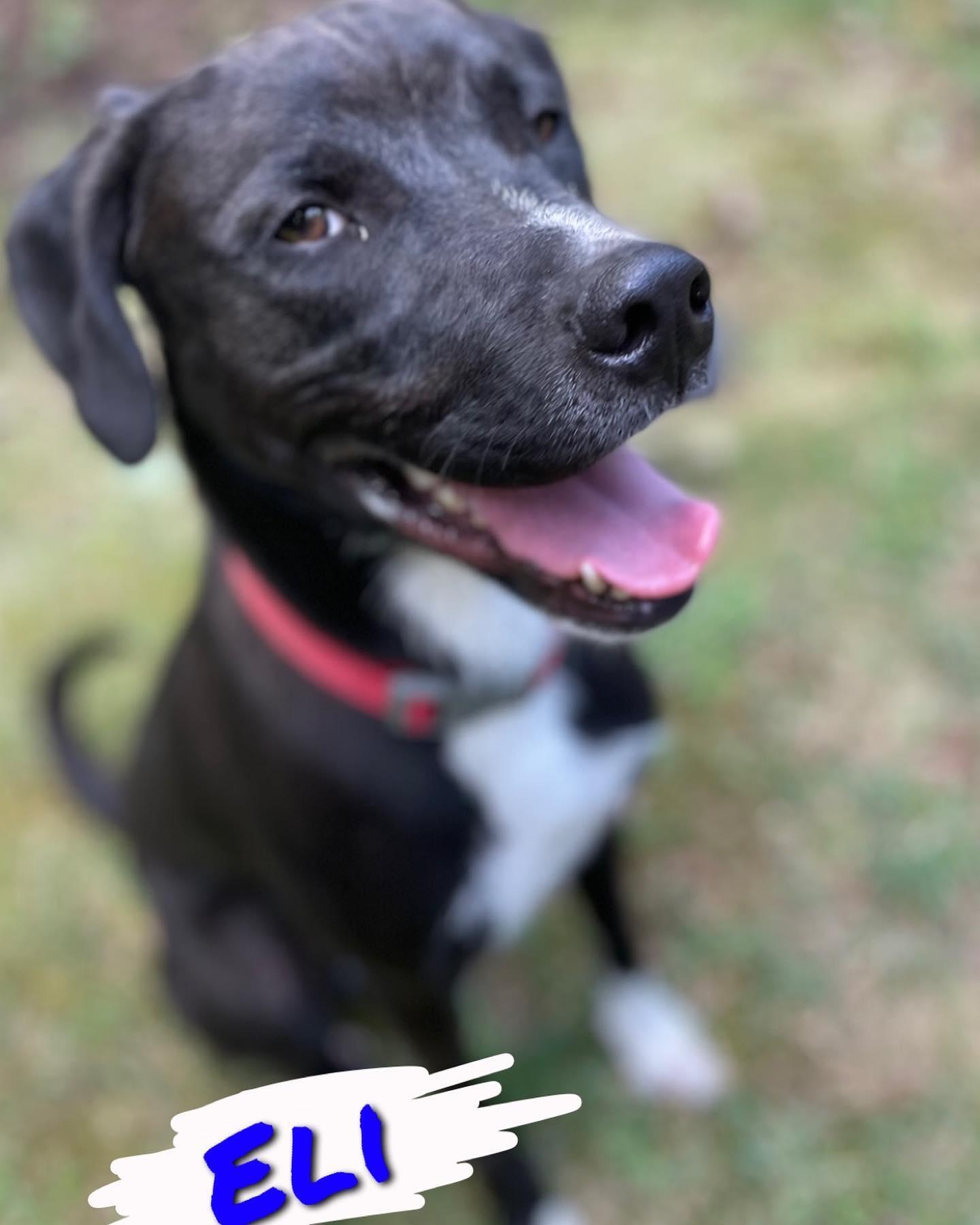 Enlarge Eli, a Adoptable mixed breed in Hummelstown, PA image 1/4