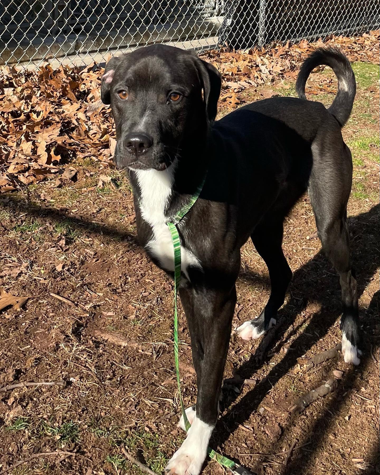 Enlarge Eli, a Adoptable mixed breed in Hummelstown, PA image 2/4