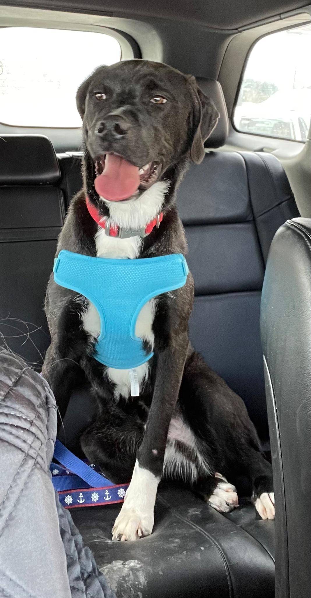 Enlarge Eli, a Adoptable mixed breed in Hummelstown, PA image 3/4