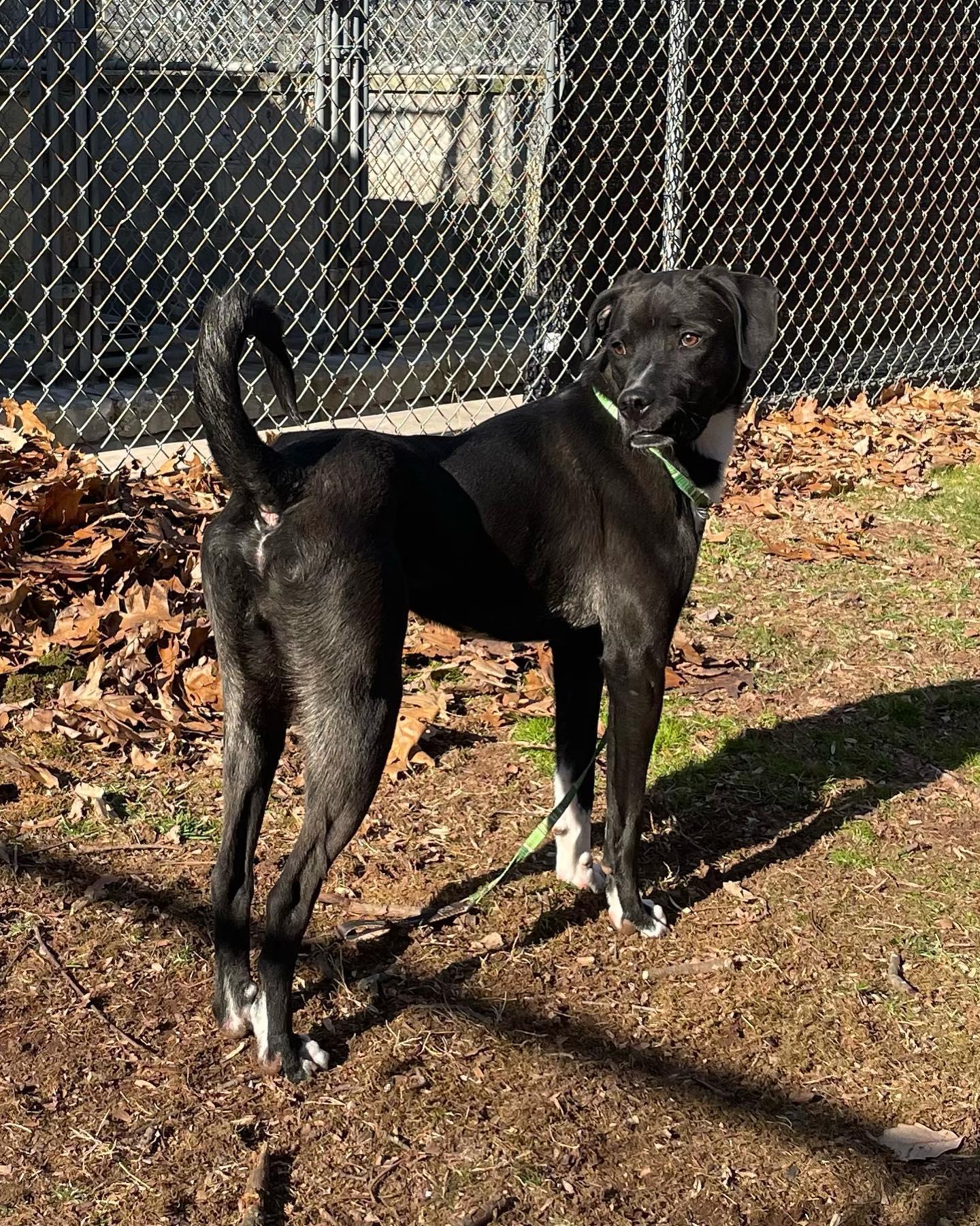 Enlarge Eli, a Adoptable mixed breed in Hummelstown, PA image 4/4
