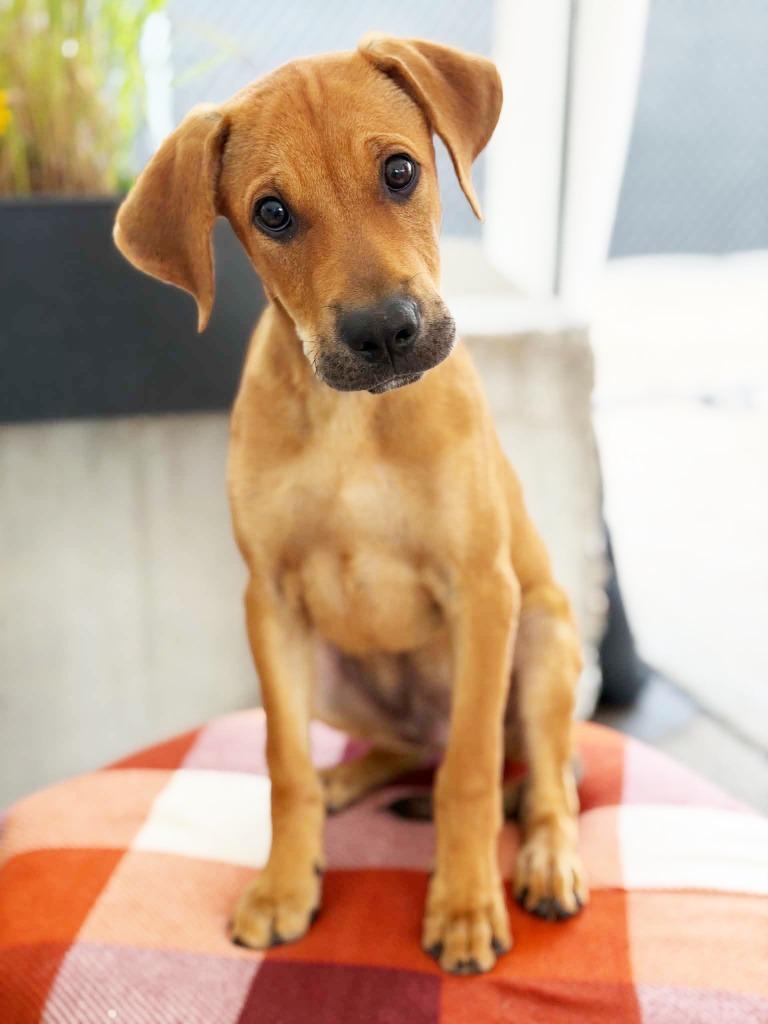 Enlarge Jagger, a Adoptable mixed breed in Savage, MN image 1/3