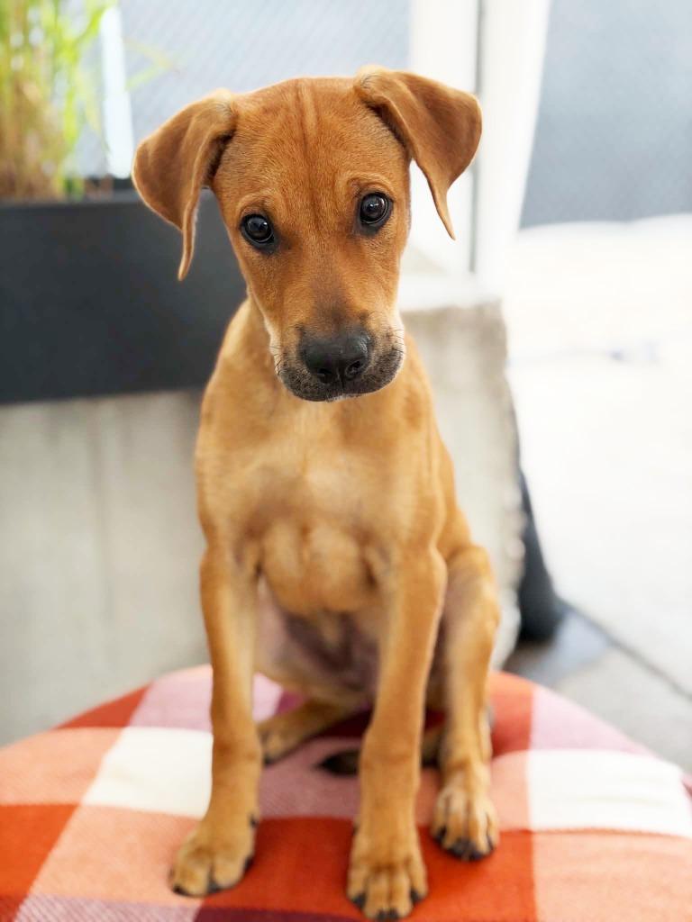 Enlarge Jagger, a Adoptable mixed breed in Savage, MN image 2/3
