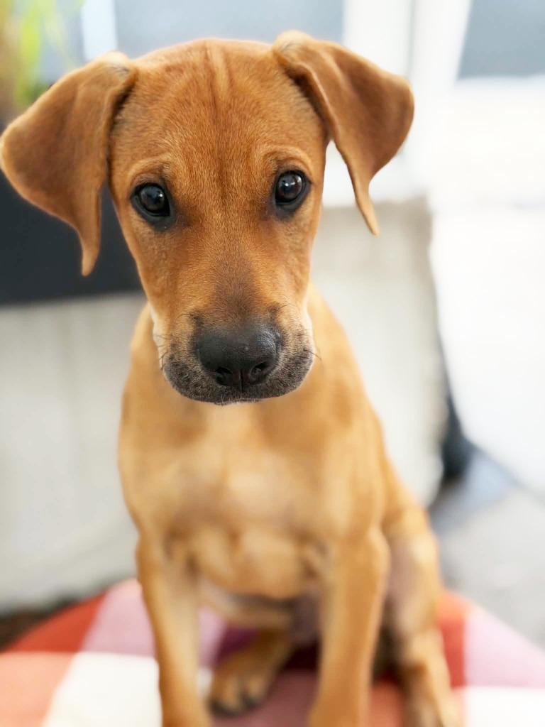 Enlarge Jagger, a Adoptable mixed breed in Savage, MN image 3/3