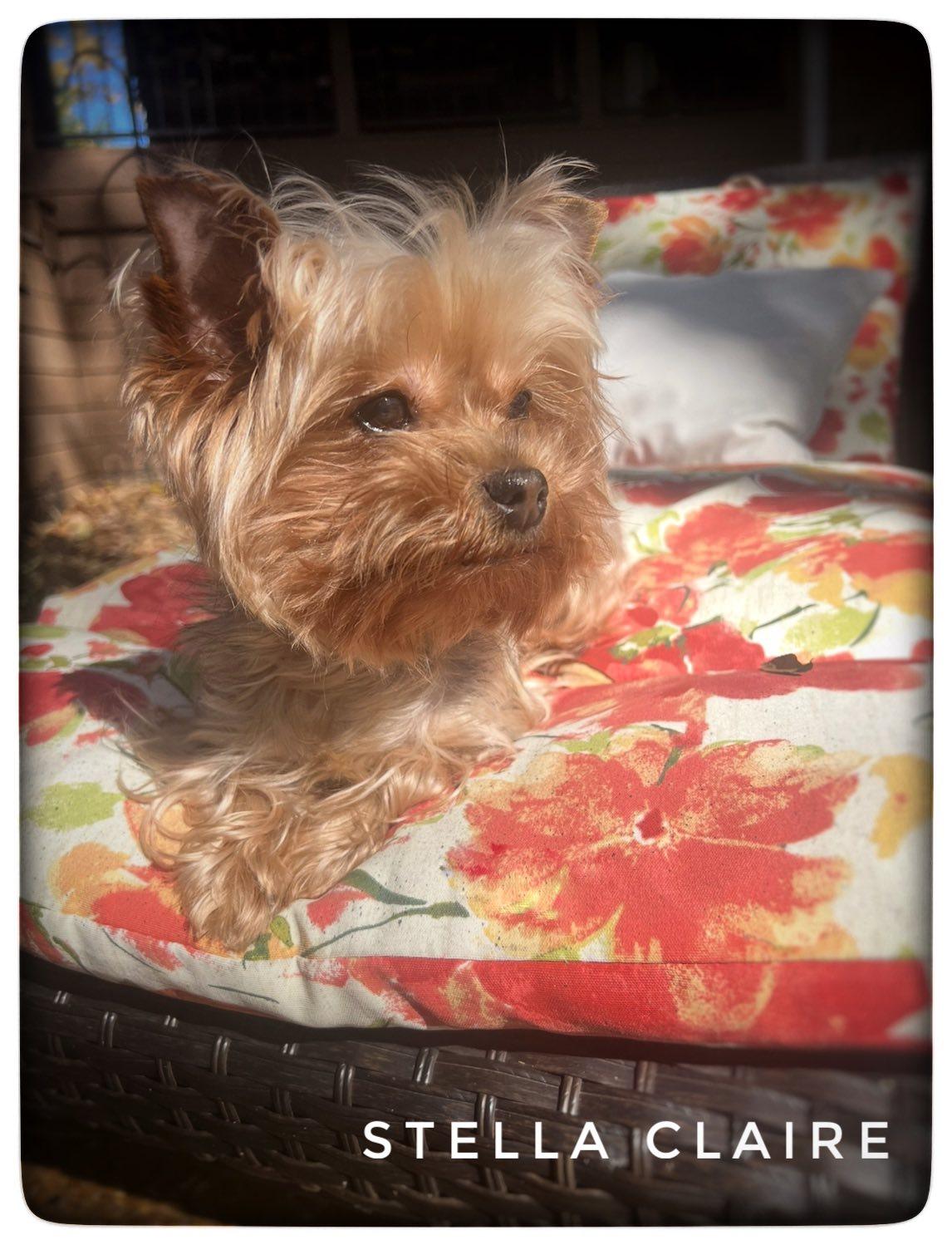 Stella Claire, Adopted, Young Female Yorkshire Terrier.