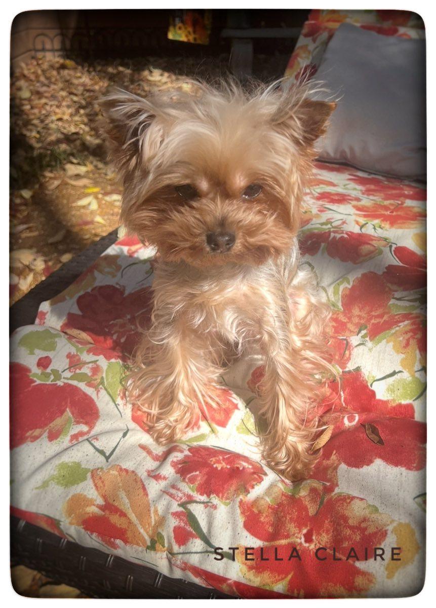 Enlarge Stella Claire, a Adopted Yorkshire Terrier in Antioch, TN image 2/3