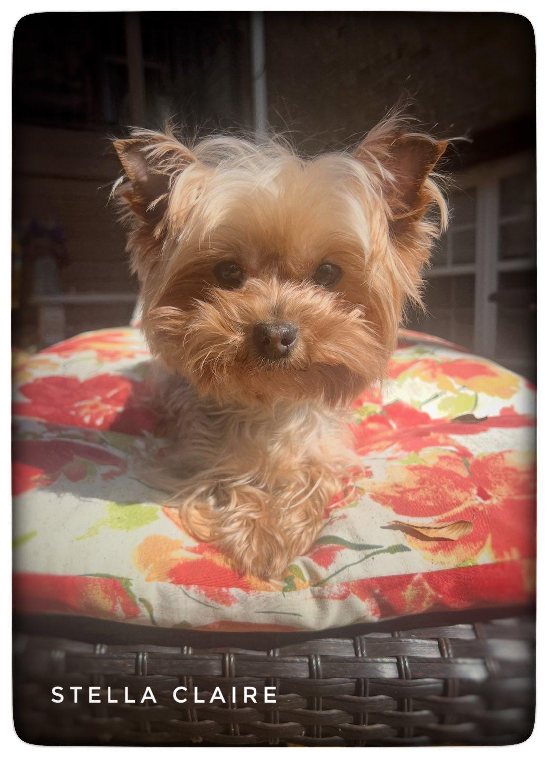 Enlarge Stella Claire, a Adopted Yorkshire Terrier in Antioch, TN image 3/3